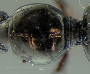 Media type: image;   Entomology 692 Aspect: pronotum dorsal
